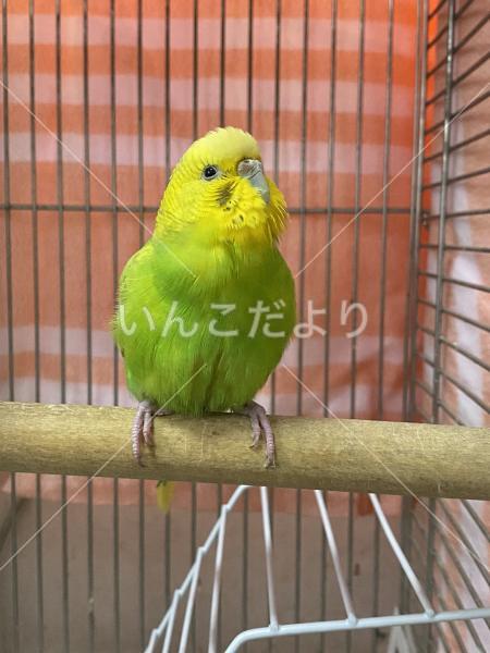 保護鳥の写真