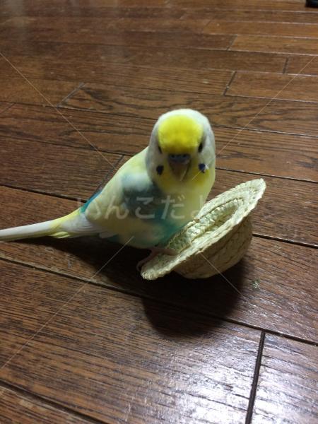 迷い鳥の写真