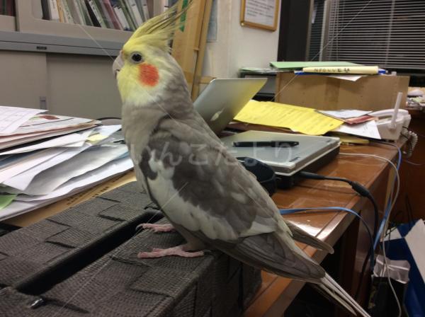 保護鳥の写真