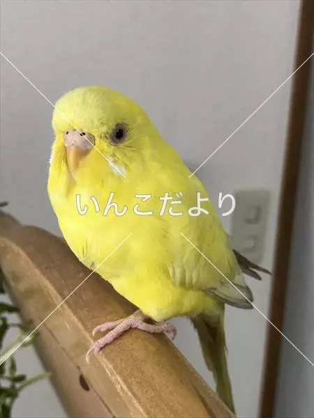 保護鳥の写真