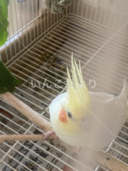 迷い鳥の写真