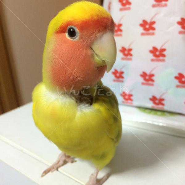 迷い鳥の写真