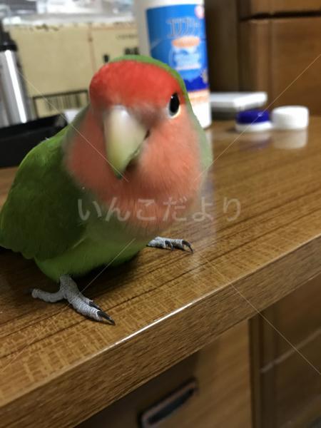 迷い鳥の写真