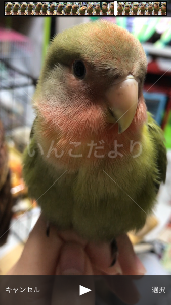 迷い鳥の写真