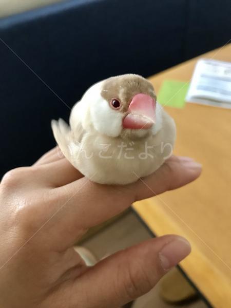 迷い鳥の写真