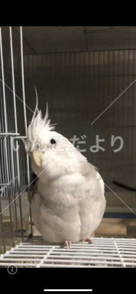 迷い鳥の写真