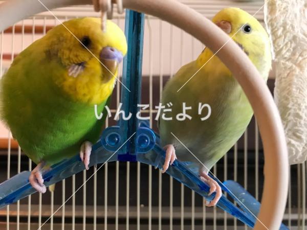 迷い鳥の写真