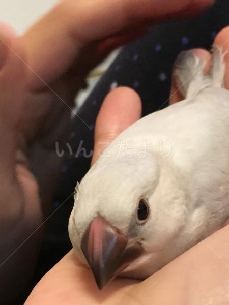 迷い鳥の写真