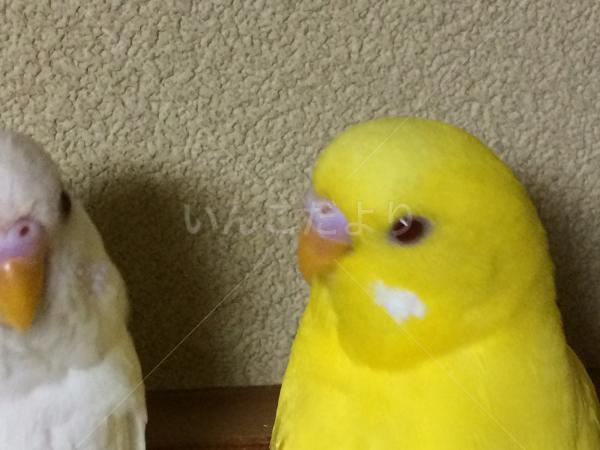 迷い鳥の写真