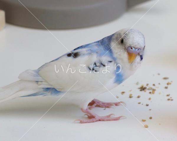 迷い鳥の写真