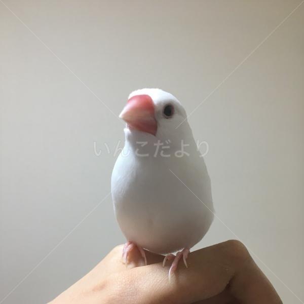 迷い鳥の写真