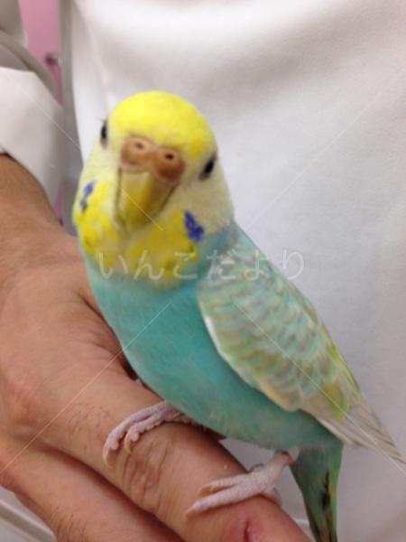 保護鳥の写真
