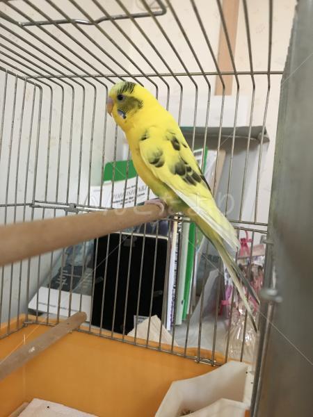 保護鳥の写真