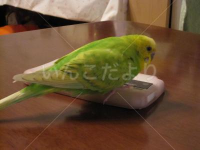 迷い鳥の写真