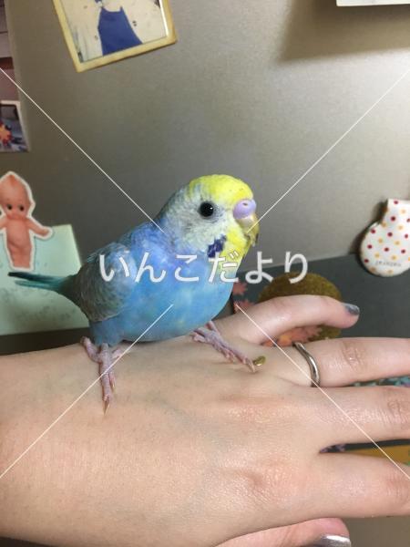 迷い鳥の写真