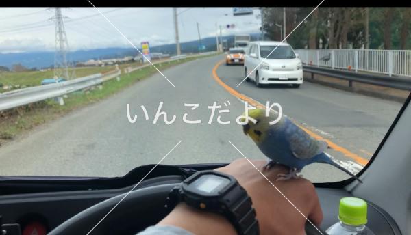 迷い鳥の写真