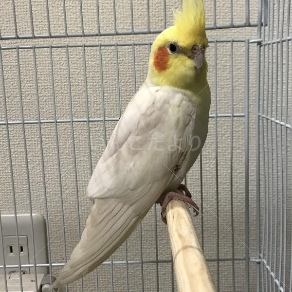 保護鳥の写真