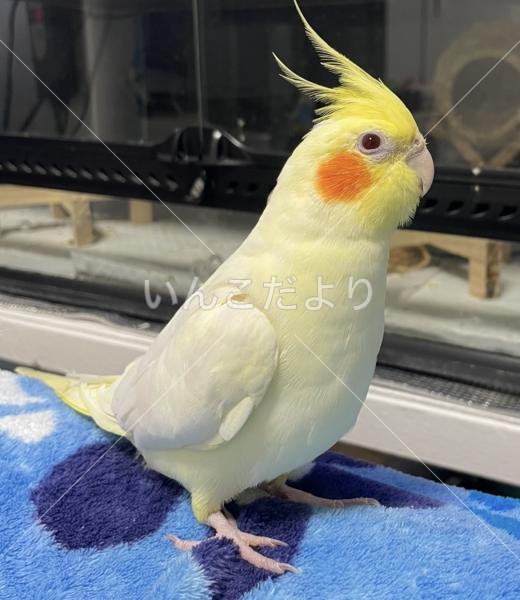 迷い鳥の写真