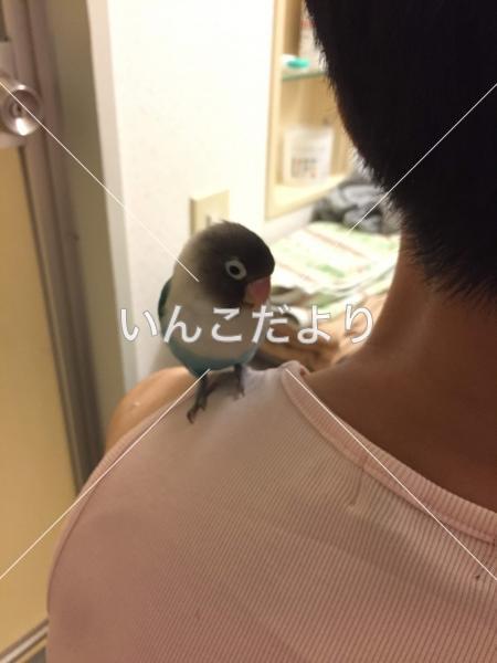 迷い鳥の写真