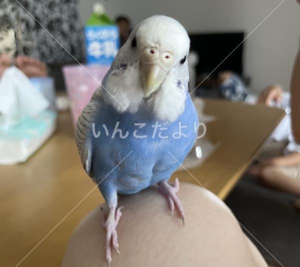 迷い鳥の写真