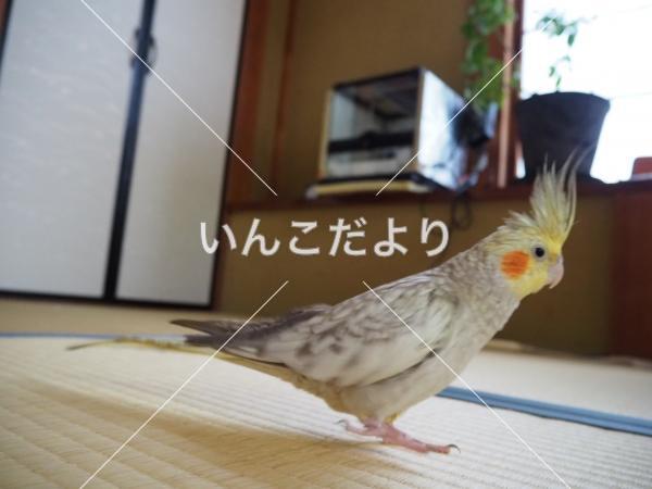 迷い鳥の写真