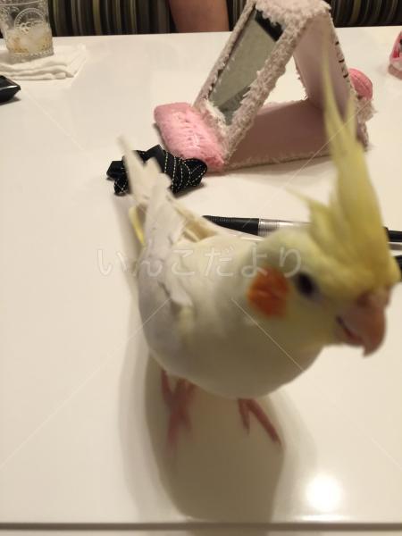 迷い鳥の写真