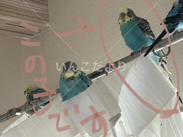 迷い鳥の写真