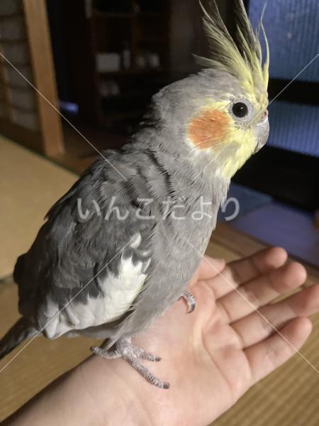 迷い鳥の写真