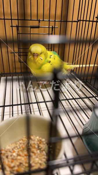 保護鳥の写真