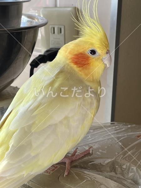 迷い鳥の写真