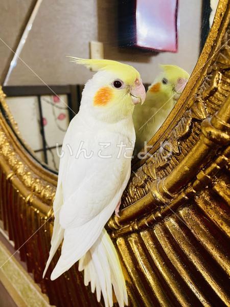 迷い鳥の写真