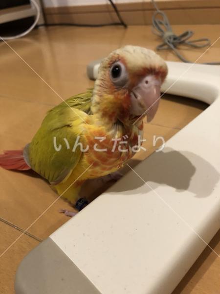 迷い鳥の写真