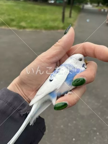 保護鳥の写真
