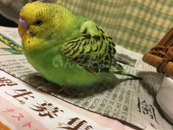 保護鳥の写真