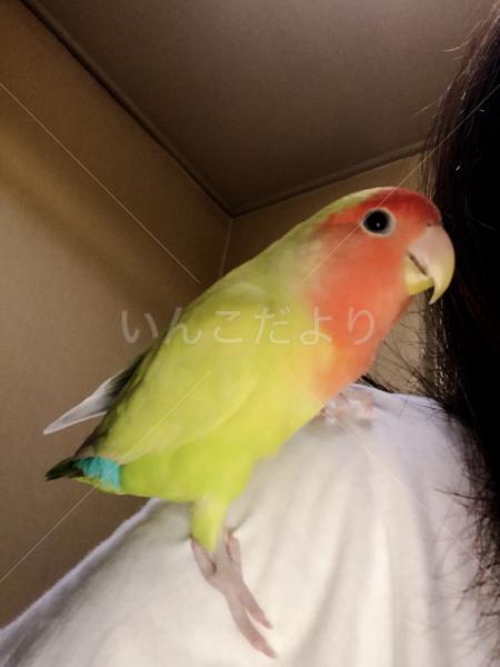 迷い鳥の写真