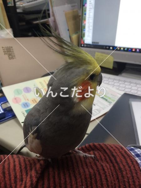 迷い鳥の写真