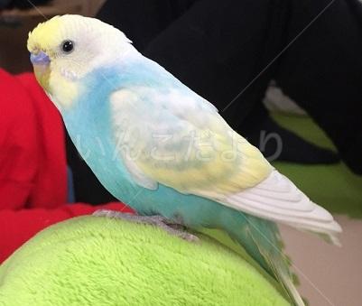 迷い鳥の写真