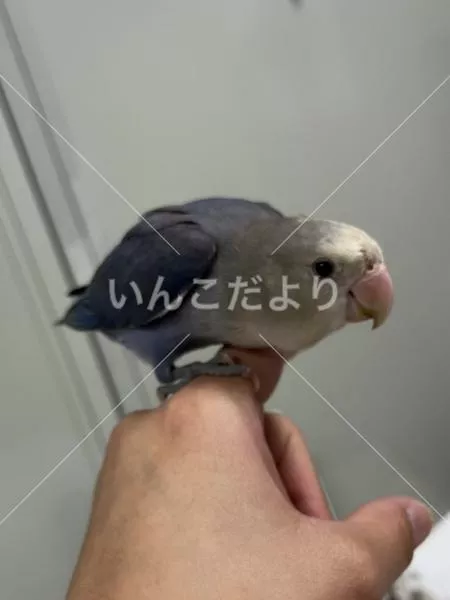保護鳥の写真