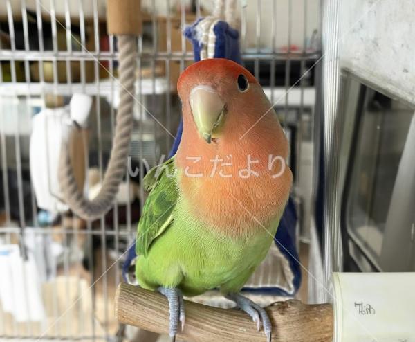 迷い鳥の写真