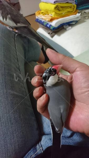 迷い鳥の写真