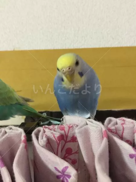 保護鳥の写真