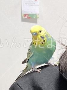 迷い鳥の写真