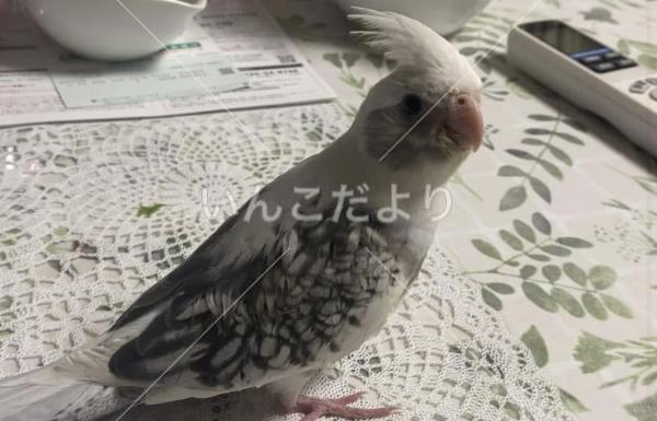 迷い鳥の写真