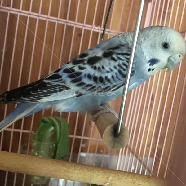 保護鳥の写真