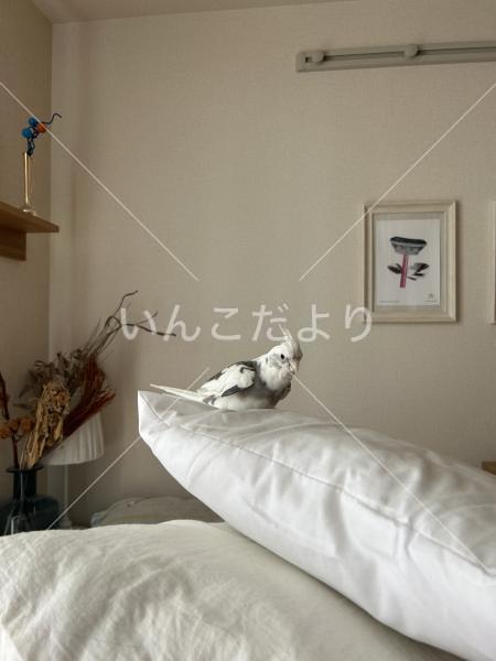迷い鳥の写真