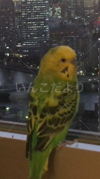 迷い鳥の写真