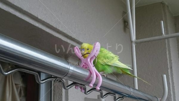 保護鳥の写真