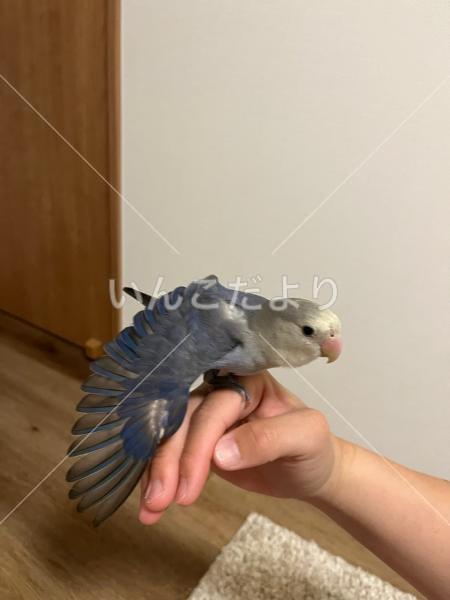 保護鳥の写真