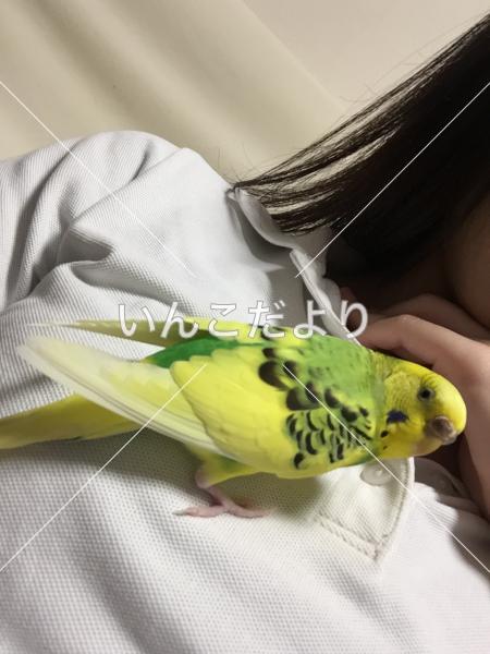 迷い鳥の写真