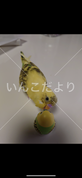 迷い鳥の写真